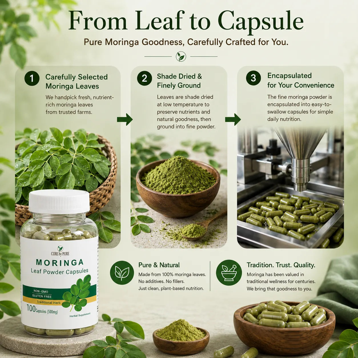 moringa capsules production steps from leaf to capsule